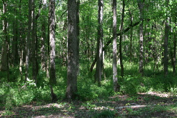 trees in the forest