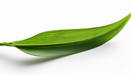 blade of grass isolated on white background