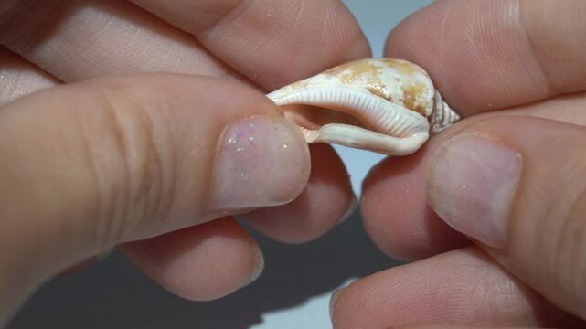 Close-up of hands holding a small, glossy cowrie shell with a visible aperture. The natural patterns and textures of the seashell are highlighted, offering a detailed view of marine life
