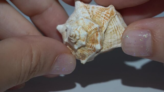 Close-up of hands holding an intricate spiral pattern and textured surface. The natural hues of beige and orange highlight the shell&rsquo;s geometric beauty