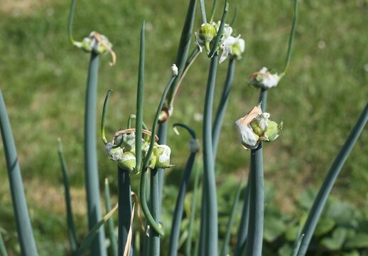 Detail of Egyptian walking onion tops in the garden. Perenial multi-tiered onion known as Allium poliferum or Allium cepa.