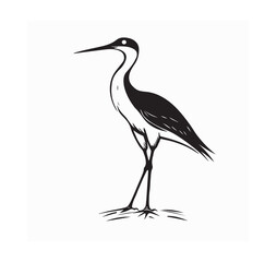 Curlew Vector Images. Eurasian Curlew Stock Illustration on white background.