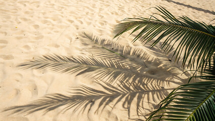 Palm leaves cast long shadows on a pristine sandy beach under the bright sunlight