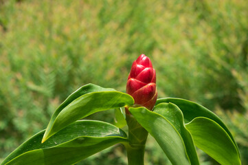  Indian Head Ginger (Costus woodsonii) in the garden.