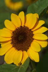 Close Up Of A Beautiful Sunflower Head With Detailed Petals And Center