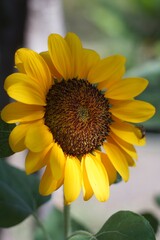 Close Up Of A Beautiful Sunflower Head With Detailed Petals And Center