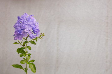The Photo of the background of the cape leadwort flowers