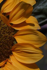 Close Up Of A Beautiful Sunflower Head With Detailed Petals And Center