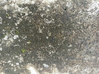 Grungy Mossy Wall Surface Texture with Natural Stains. Close-up of a weathered wall with moss,...