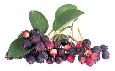 Serviceberry with green leaves isolated on white background. Saskatoon, amelanchier, shadbush,...