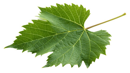 A single, vibrant green grapevine leaf, isolated on transparent background, showcases its detailed texture and organic form