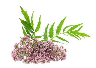 Valerian flowers isolated on white background. Valeriana officinalis. Medicinal herbs.