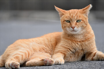凛々しい顔をした茶トラの猫