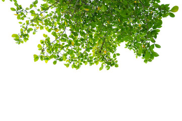 Green Tree Branch Canopy with Fresh Leaves Transparent PNG for Nature and Eco Design