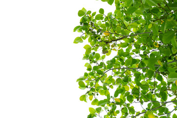 Green Tree Branch Canopy with Fresh Leaves Transparent PNG for Nature and Eco Design