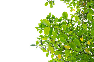 Green Tree Branch Canopy with Fresh Leaves Transparent PNG for Nature and Eco Design
