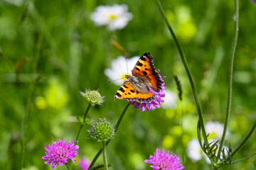 small tortoiseshell butterfly Aglais urticae sitting on a knautia arvensis in alpine meadow