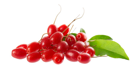Elaeagnus multiflora isolated on white background. Cherry elaeagnus or cherry silverberry with green leaves. Goumi or gumi berry.