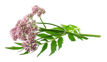 Valerian flowers isolated on white background. Valeriana officinalis. Medicinal herbs.