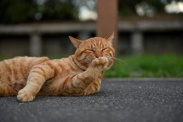 自分の手を舐める茶トラの野良猫