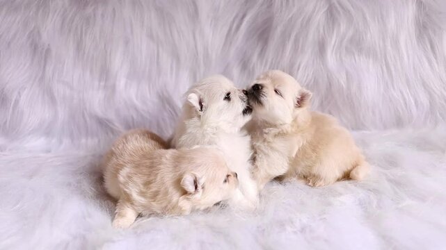 Two cream Pomeranian puppies gently bite and play while one rests on a fluffy white surface. Soft light, adorable moment. Ideal for pet ads, baby animal themes, care brands.
