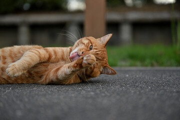 自分の手を舐める茶トラの野良猫