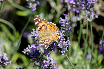 Painted Lady (Vanessa cardui) butterfly perched on lavender in Zurich, Switzerland