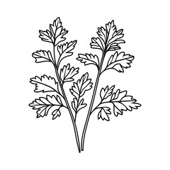 Outline parsley sketch, line art icon. Hand drawn black and white vector design element isolated. Seasoning, spice, herb concept