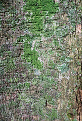 Old tree bark texture with green moss. Abstract background and texture for design.