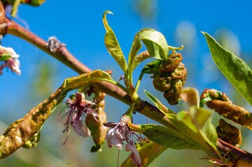 A close-up reveals a peach tree branch affected by leaf curl, showing distorted leaves and flowers.