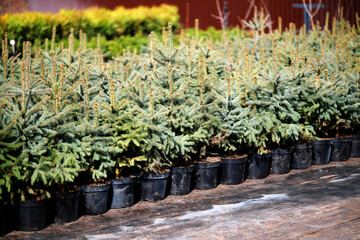 Saplings of pine, spruce, fir and other coniferous trees in pots in plant nursery