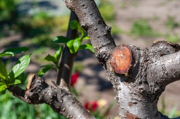 Freshly pruned tree branch with vibrant green leaves and visible cut surface.