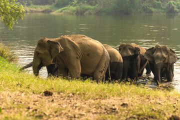 Asian elephant herds enjoy bathing in lake at elephant conservation