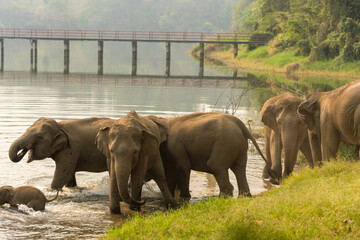 Asian elephant herds enjoy bathing in lake at elephant conservation