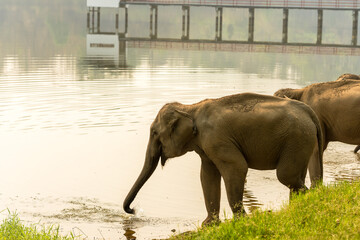 Asian elephant herds enjoy bathing in lake at elephant conservation