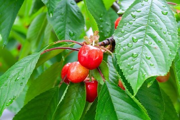 Vibrant red cherries, ripe and ready to eat, among lush green leaves.