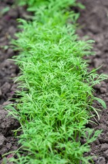 Fresh dill plants thriving in a garden, ready for harvest and culinary use.
