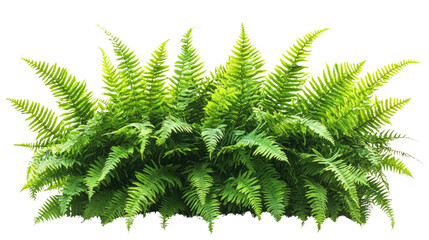 Close-up of a vibrant green fern leaf isolated on a white background, showcasing its delicate nature