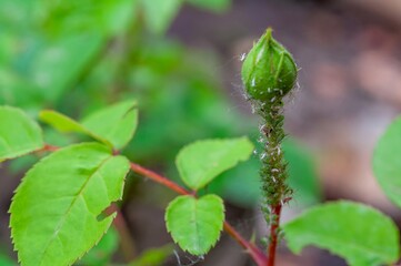 A rose bud infested with aphids, showcasing nature's intricate details and pest problems.