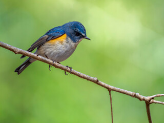 森の中で周りを見渡しているルリビタキの雄