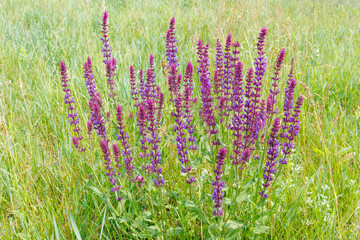 Field of Purple Meadow Sage Flowers in Bloom