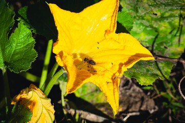 A close-up of a bee pollinating a bright yellow squash blossom in a garden.