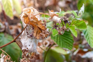Dried berries and leaves show the devastating impact of drought and heat on crops.