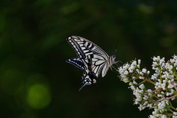 アゲハチョウのランチタイム01