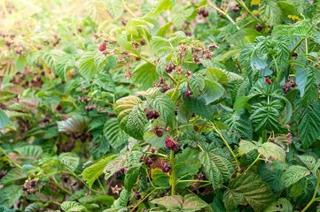 Raspberry bush suffering from drought, highlighting the consequences on the crop.