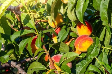 Beautiful peaches ripen on a tree, illuminated by warm sunlight, ready for picking.