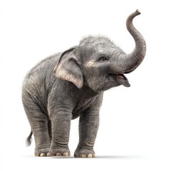 Obraz premium Adorable Baby Elephant with Trunk Raised High Isolated on White Background Wildlife
