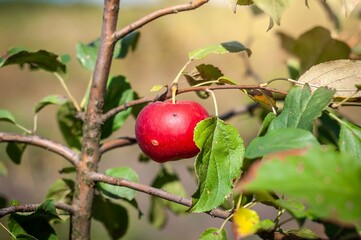 A single, luscious red apple hangs from a tree branch with green leaves, ready for harvest.