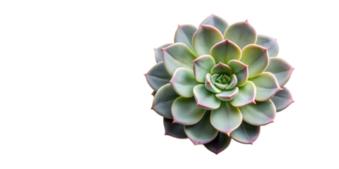 A detailed overhead shot of a vibrant green succulent plant with pink edges isolated on transparent background