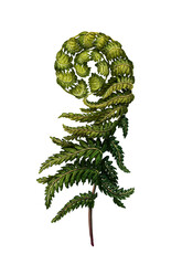 Illustration of a fern branch. Botanical print. Decoration with forest green leaves. Medicinal plant © Viktoriia Holovko